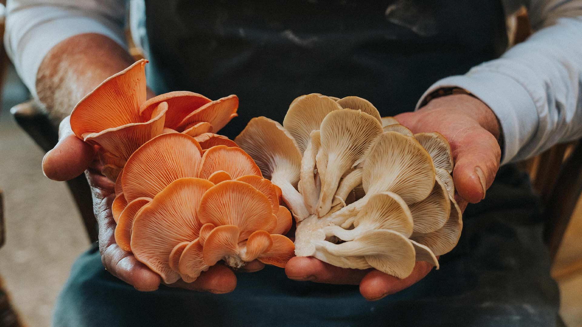 Wild mushrooms at The Headwaters Eco Lodge